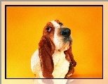 Basset, D�ugie, Uszy